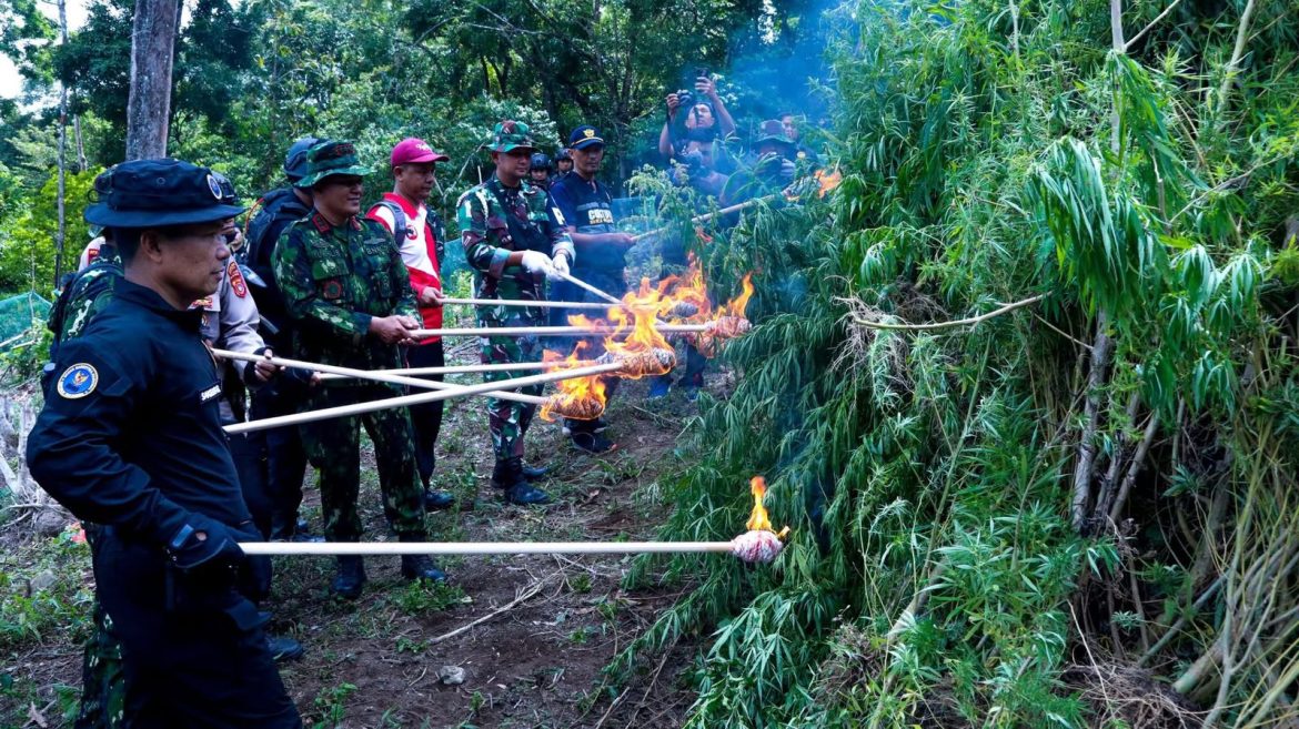 BNN RI MUSNAHKAN 2 HEKTARE LAHAN GANJA DI ACEH BESAR   
