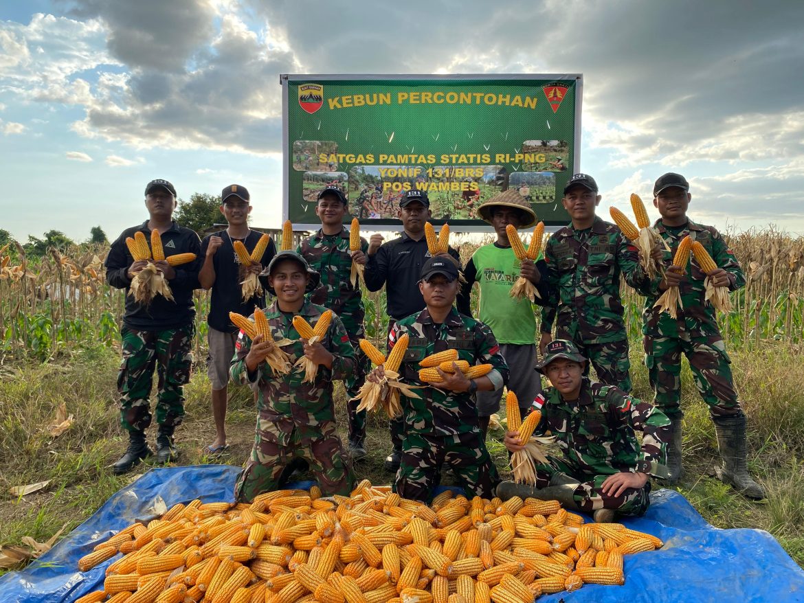 Satgas Yonif 131/Brajasakti Panen Jagung Bersama Warga, Dukung Ketahanan Pangan di Perbatasan Papua