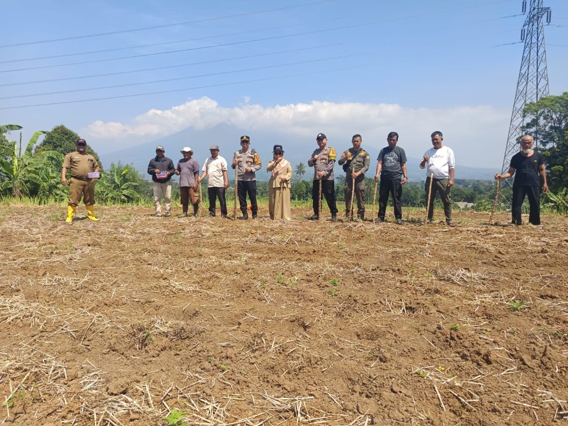 Polsek Caringin Tanam Jagung Hybrida Dukung Program Swasembada Pangan   