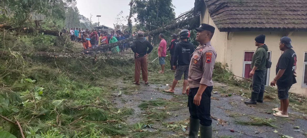 Pohon Tumbang Timpa Bangunan SDN Kasimpar, Akses Jalan Doro–Petungkriyono Sempat Tertutup