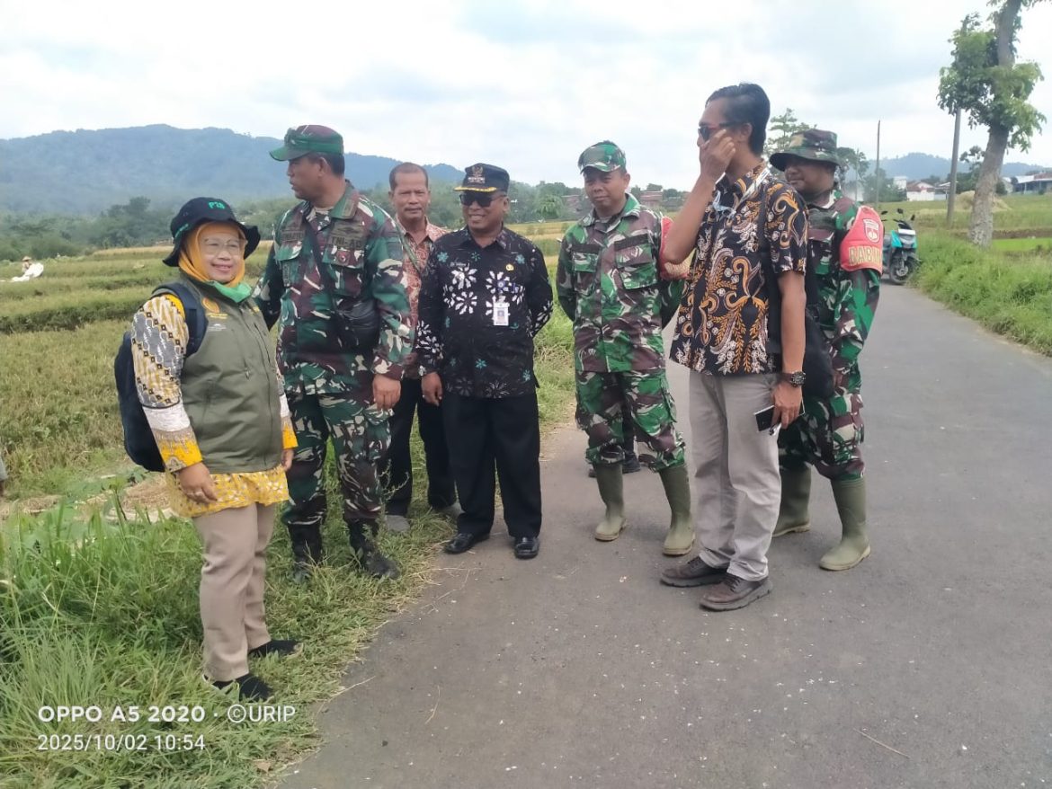 Mendukung Ketahanan Pangan Koramil 11/Belik Dampingi Bulog Serap Gabah Petani di Desa Kalisaleh