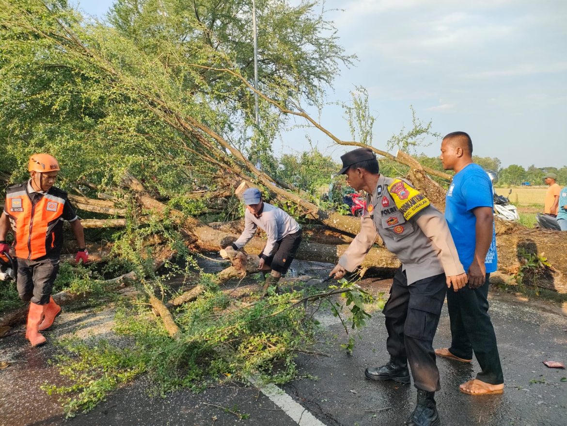 Pohon Tumbang Tutup Jalan Sragi–Kesesi, Polisi Lakukan Evakuasi