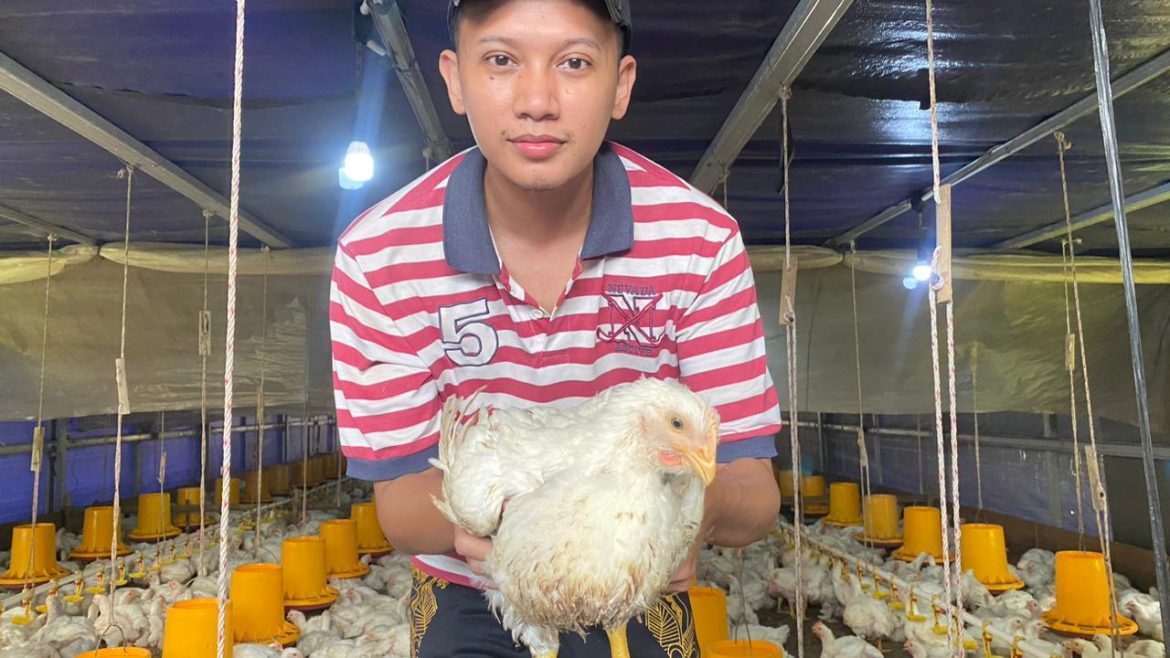 Harga Ayam Ras Turun, Peternak Batang Harap Harga Tetap Stabil