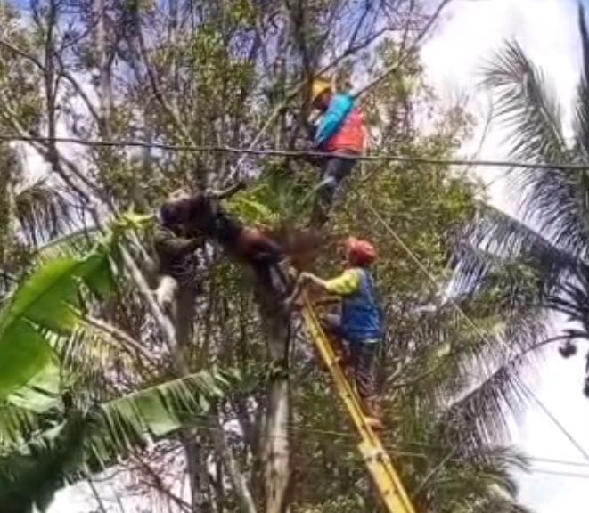 Tersengat Kabel Listrik Saat Menebang Ranting Pohon Cengkeh, AQIL Meninggal Dunia