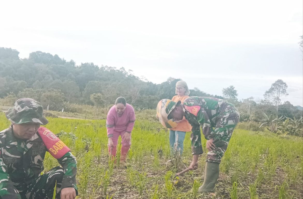 Babinsa Koramil 10 Long Nawang, membantu membersihkan ladang padi milik warga