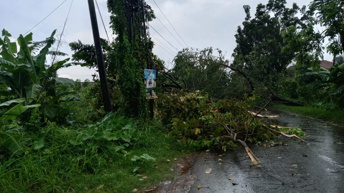 Hujan Deras Disertai Angin Kencang Robohkan Pohon di Jalan Menjangan, Akses Lalu Lintas Sempat Terhambah
