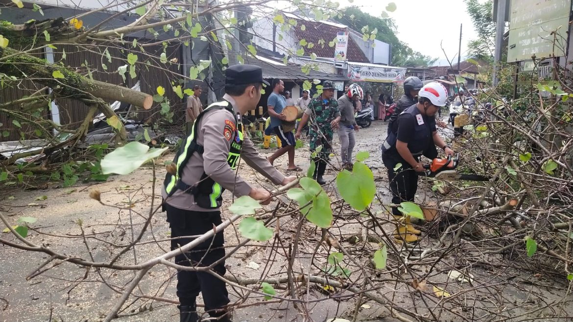 Pohon Waru Tumbang di Kajen Tutup Akses Jalan, Lalin Sempat Macet 100 Meter