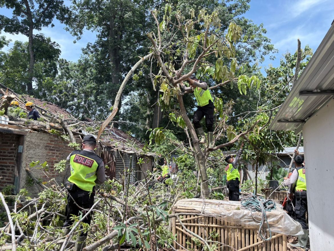 Pohon Randu Raksasa Tumbang di Wonopringgo, Timpa Warung dan Lukai Dua Orang