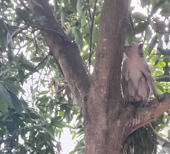 Bhabinkamtibmas Turun Tangan Atasi Teror Monyet Liar yang Rusak Genting Warga di Pekalongan