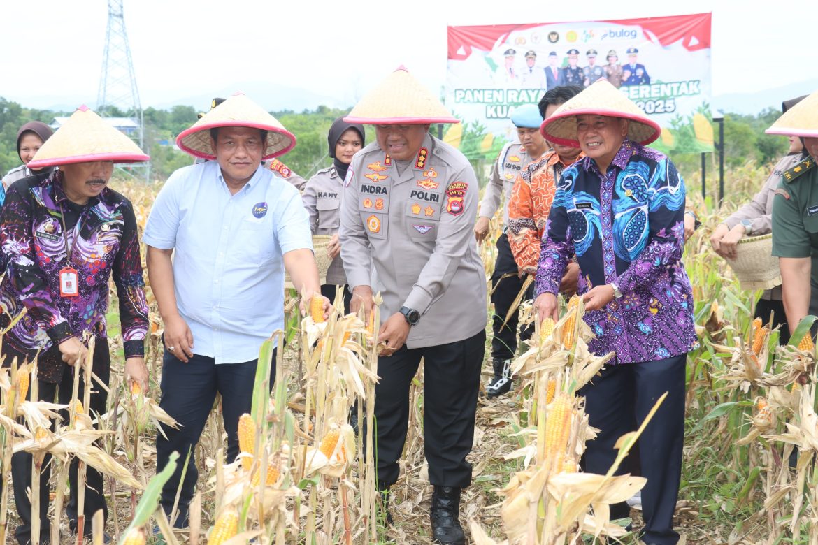 Panen Jagung di Bantar Panjang Buktikan Program Ketahanan Pangan Berjalan