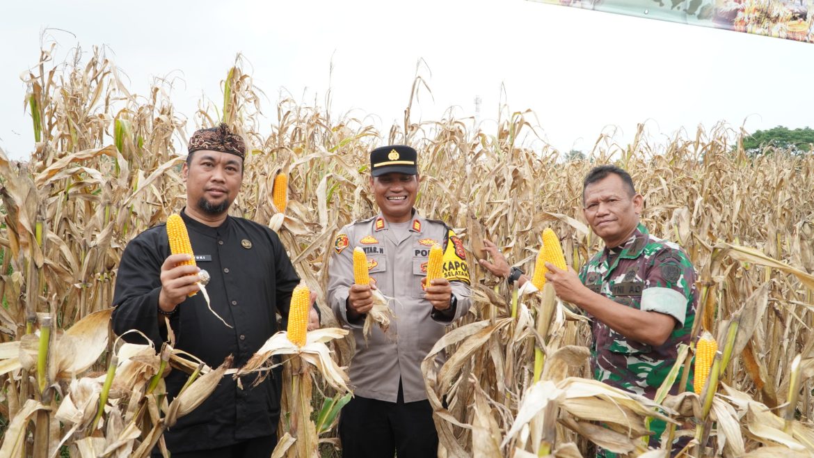 Panen Raya Jagung Serentak Dukung Swasembada Pangan di Kalijaga