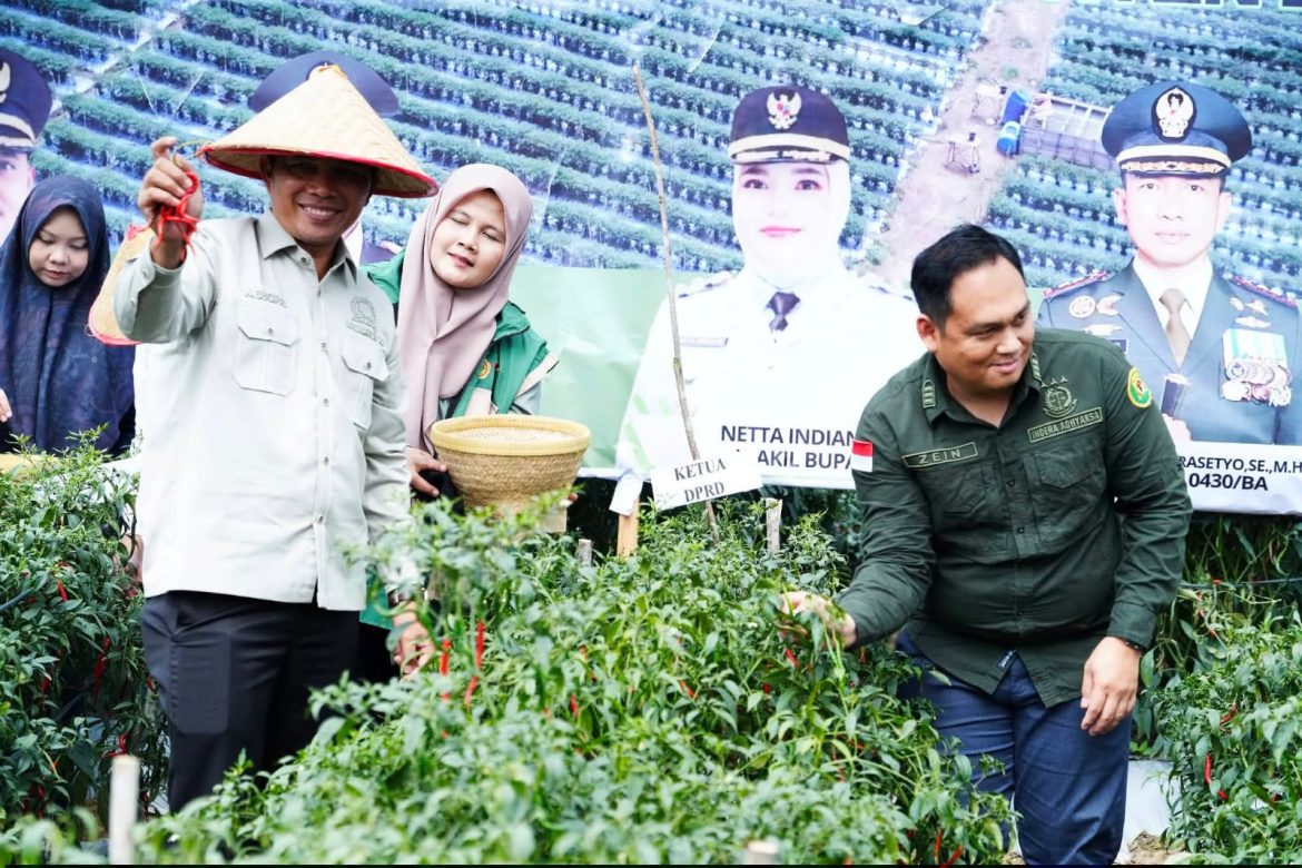 Bupati Banyuasin dan Forkopimda Panen Raya 4 Ton Cabai